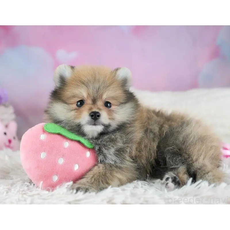 販売中の埼玉県のポメラニアン-455142の2枚目