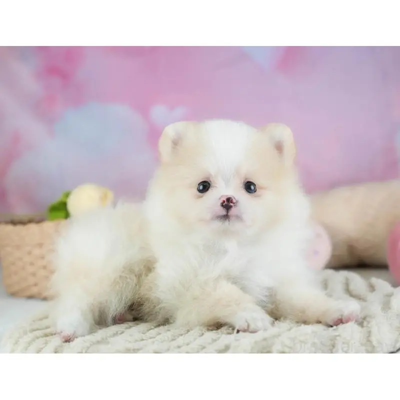 販売中の埼玉県のポメラニアン-455143の11枚目