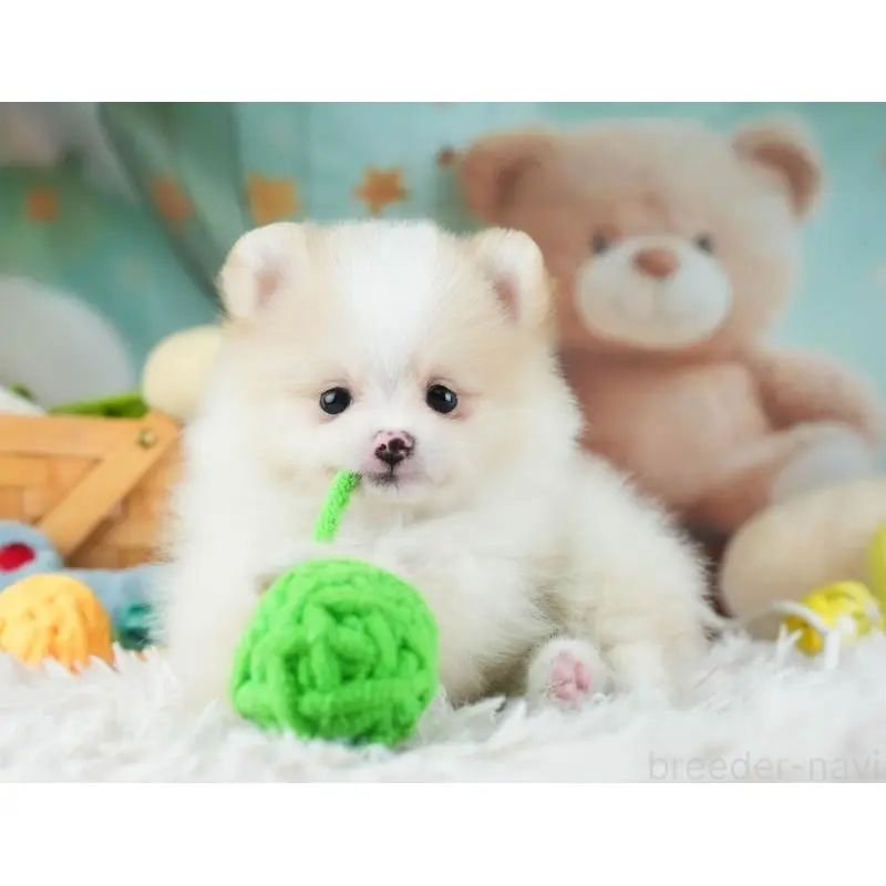 販売中の埼玉県のポメラニアン-455143の9枚目