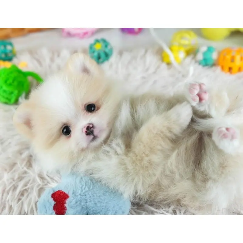 販売中の埼玉県のポメラニアン-455143の8枚目