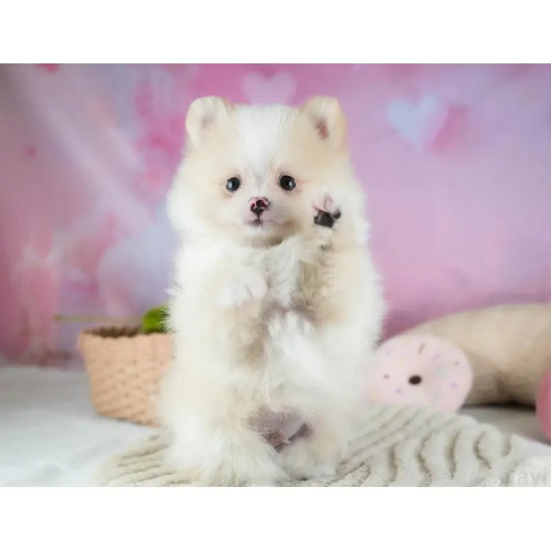 販売中の埼玉県のポメラニアン-455143の7枚目