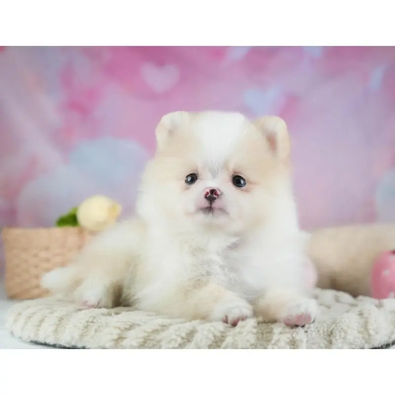 販売中の埼玉県のポメラニアン-455143の6枚目