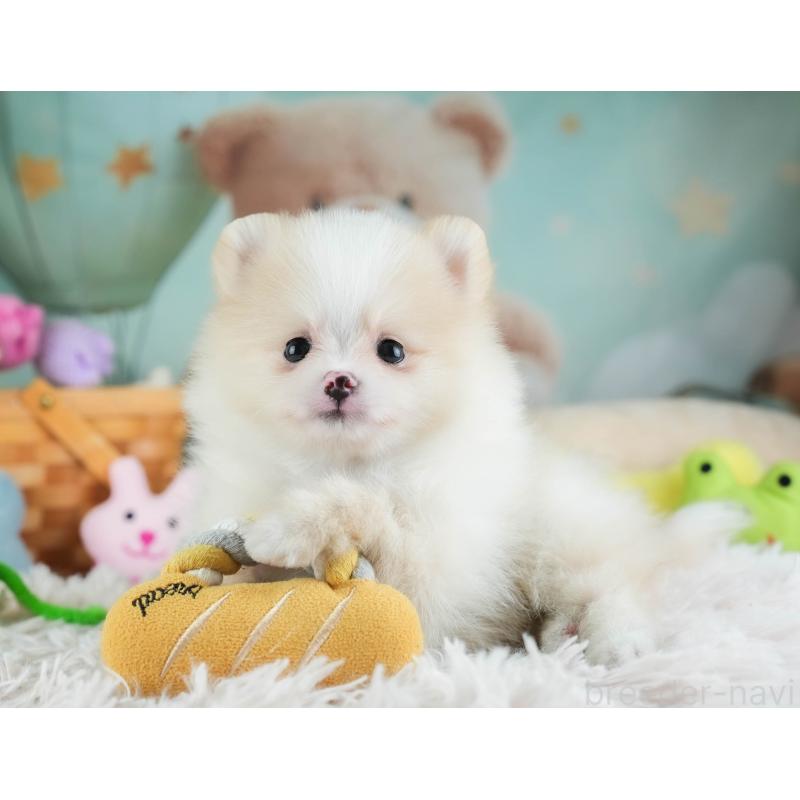 販売中の埼玉県のポメラニアン-455143の4枚目