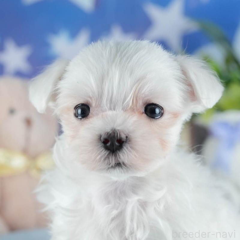 販売中の栃木県のマルチーズ-454082の9枚目