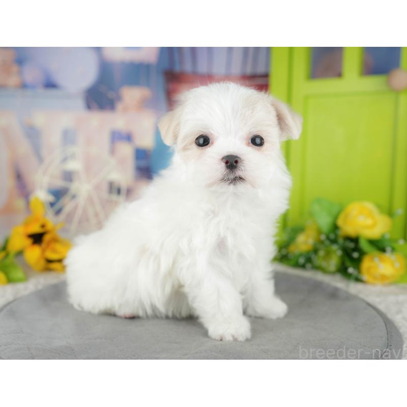 販売中の栃木県のマルチーズ-454083の11枚目