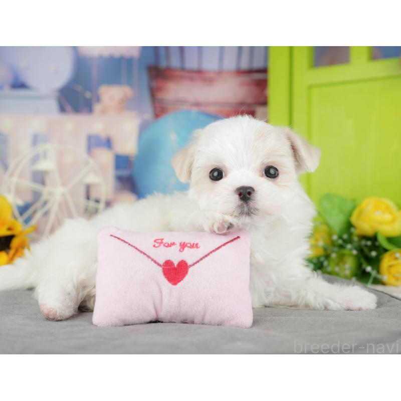 販売中の栃木県のマルチーズ-454083の10枚目