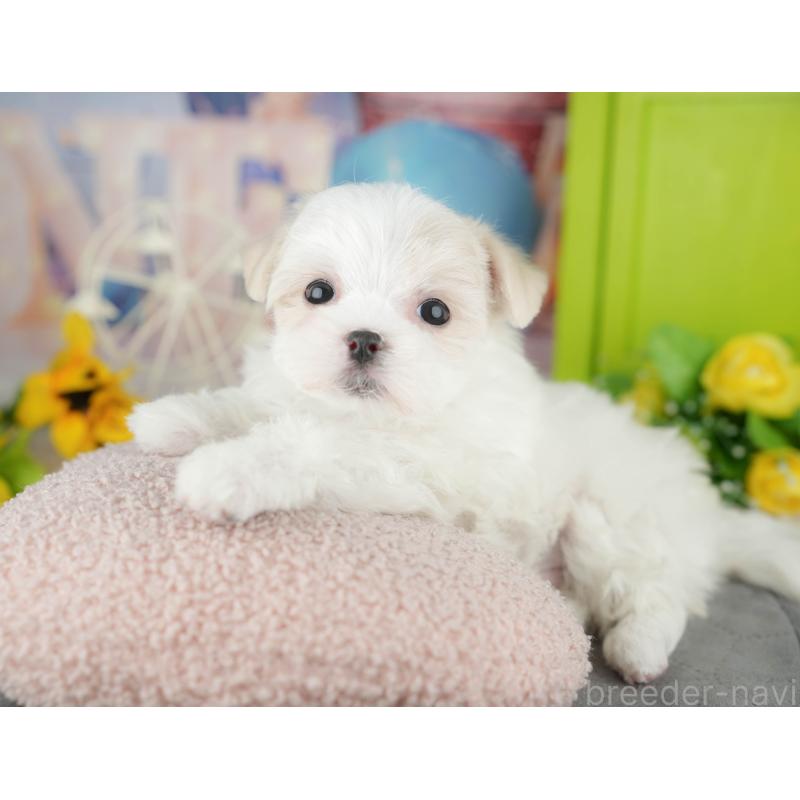 販売中の栃木県のマルチーズ-454083の4枚目