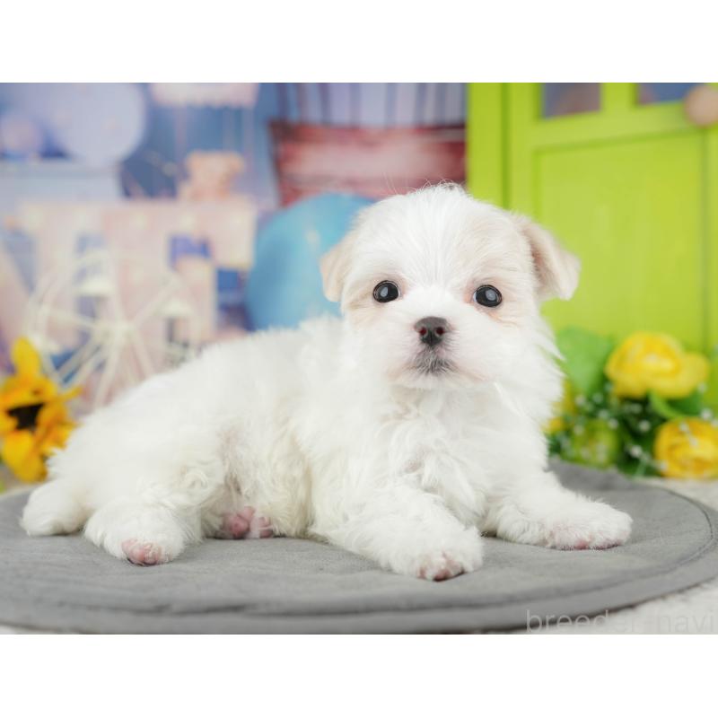 販売中の栃木県のマルチーズ-454083の3枚目