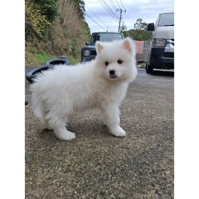 販売中の静岡県のサモエド-453936の4枚目