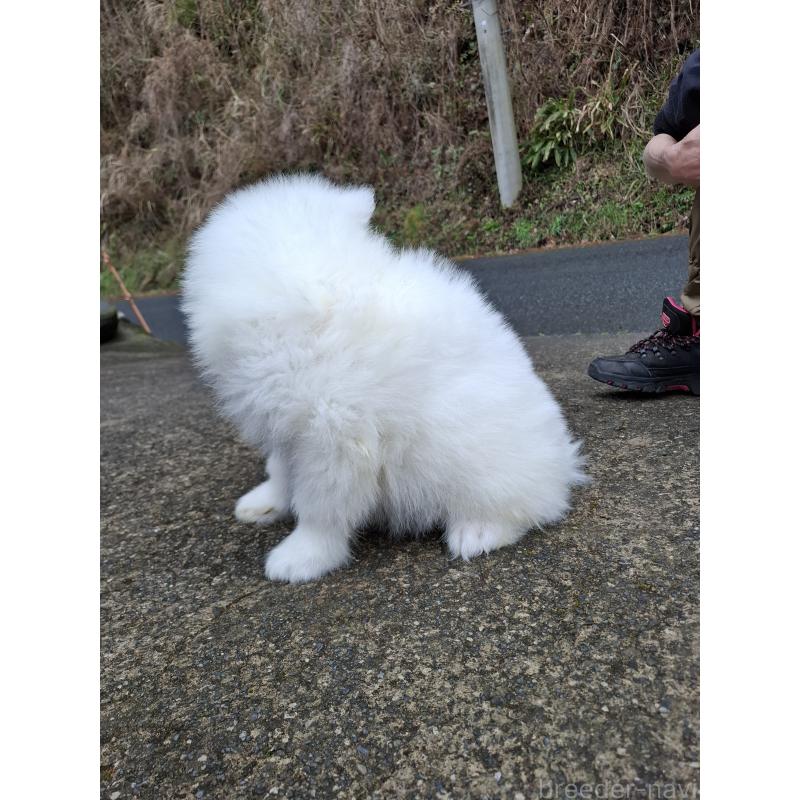 販売中の静岡県のサモエド-453936の3枚目