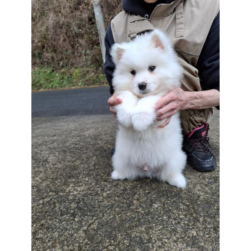 販売中の静岡県のサモエド-453936の2枚目