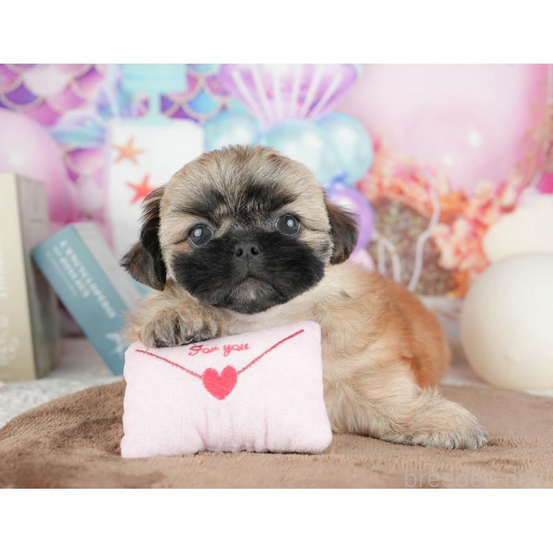 販売中の栃木県のミックス犬-454080の9枚目