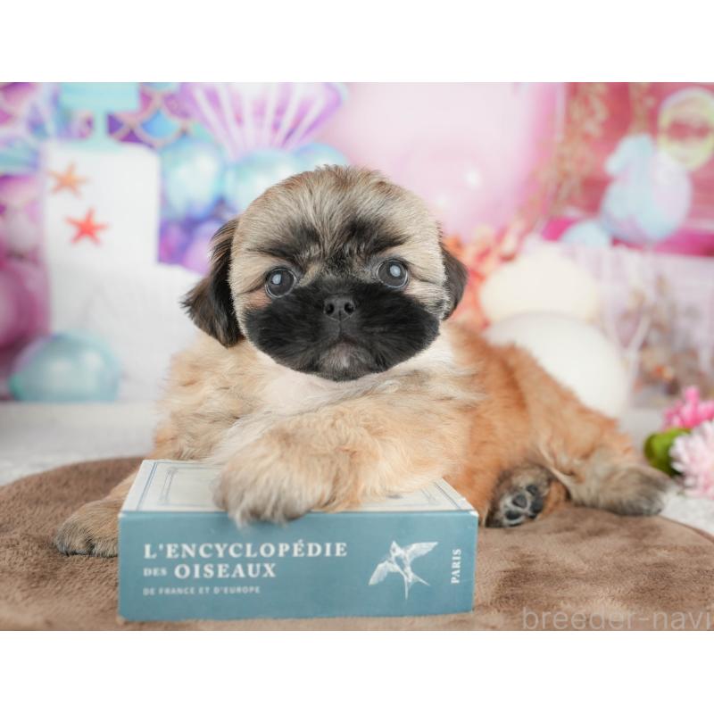 販売中の栃木県のミックス犬-454080の8枚目