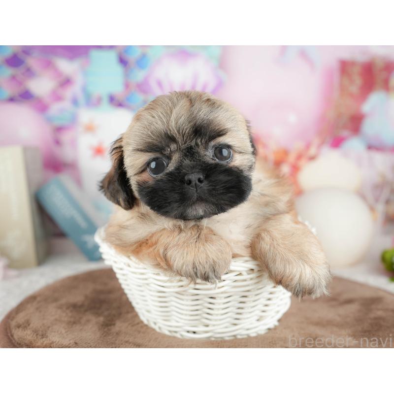 販売中の栃木県のミックス犬-454080の6枚目