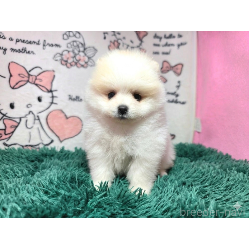 販売中の静岡県のポメラニアン-450129