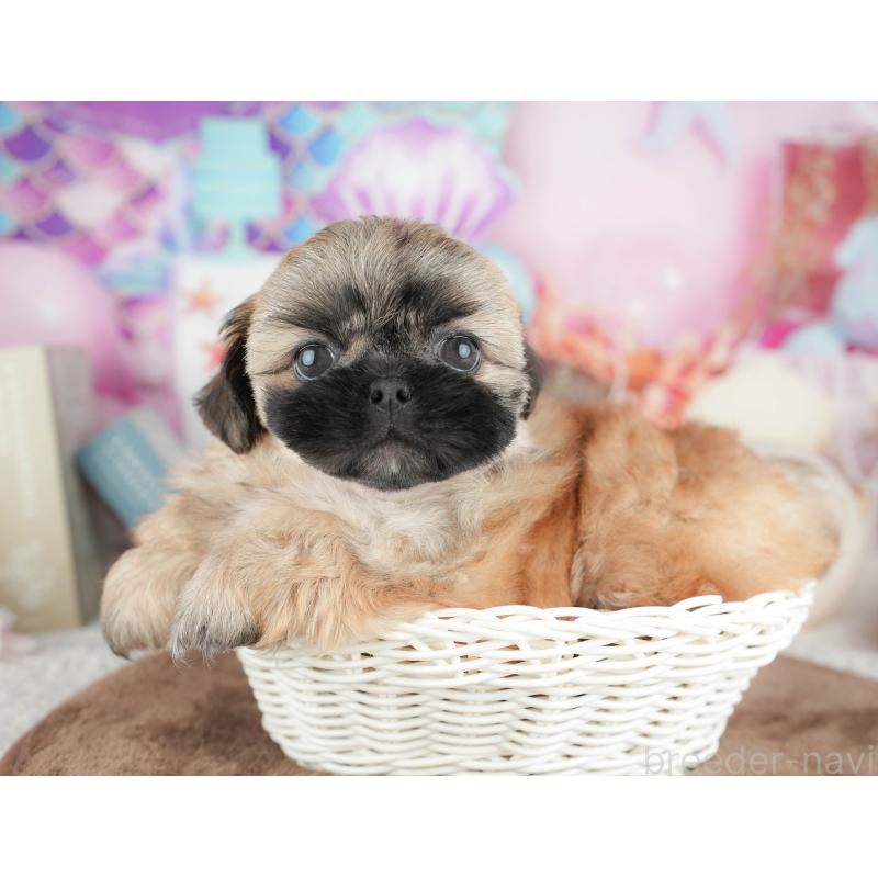 販売中の栃木県のミックス犬-454080の5枚目