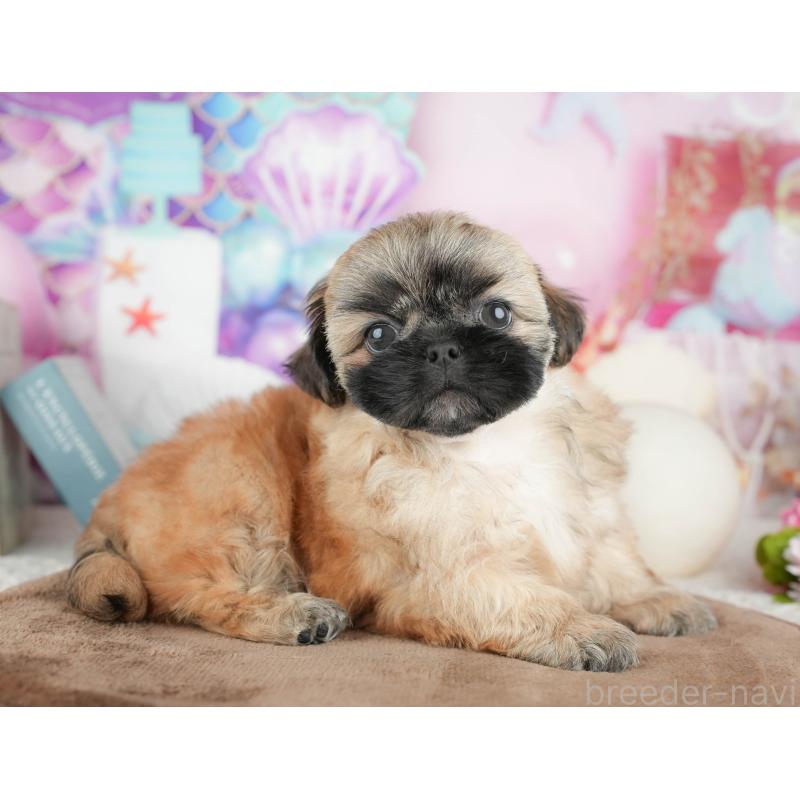 販売中の栃木県のミックス犬-454080の3枚目