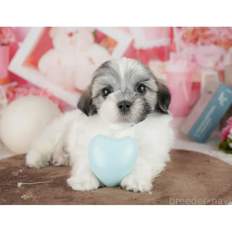 ♂︎マルシーズー:マルチーズ×シーズー