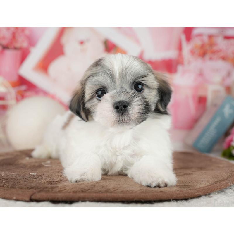 販売中の栃木県のマルシーズー:マルチーズ×シーズー-454075の10枚目