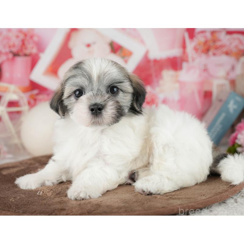 販売中の栃木県のマルシーズー:マルチーズ×シーズー-454075の9枚目