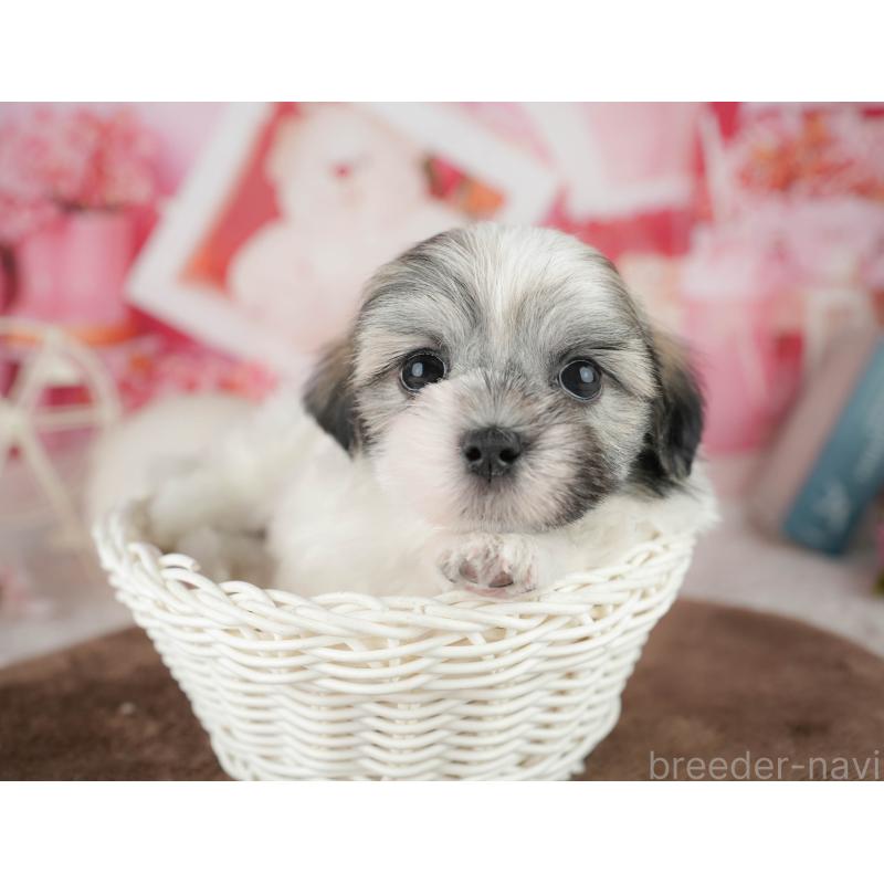 販売中の栃木県のマルシーズー:マルチーズ×シーズー-454075の8枚目