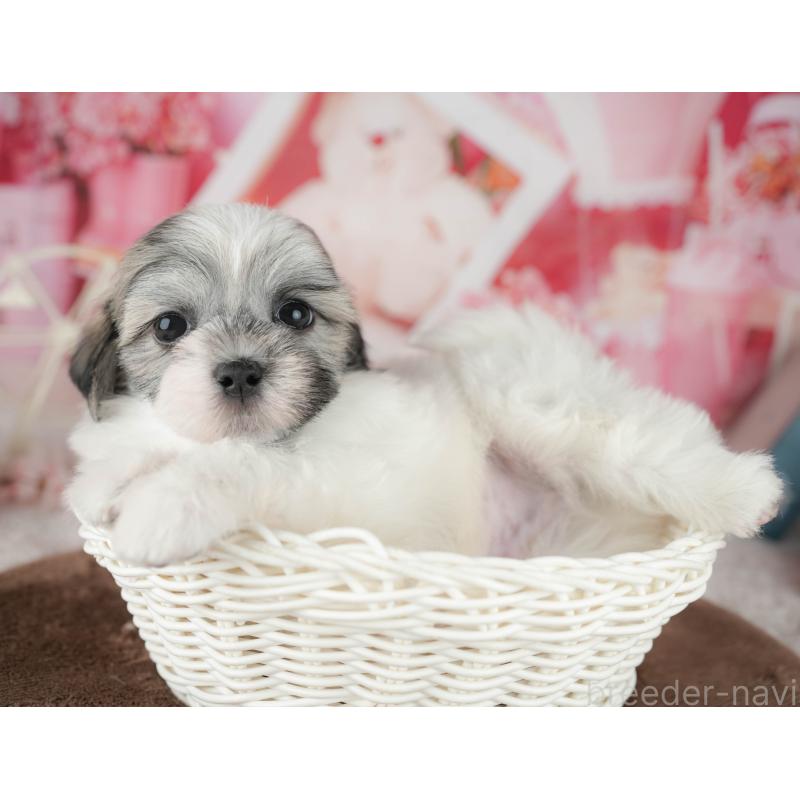 販売中の栃木県のマルシーズー:マルチーズ×シーズー-454075の7枚目