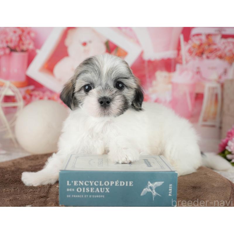 販売中の栃木県のマルシーズー:マルチーズ×シーズー-454075の5枚目