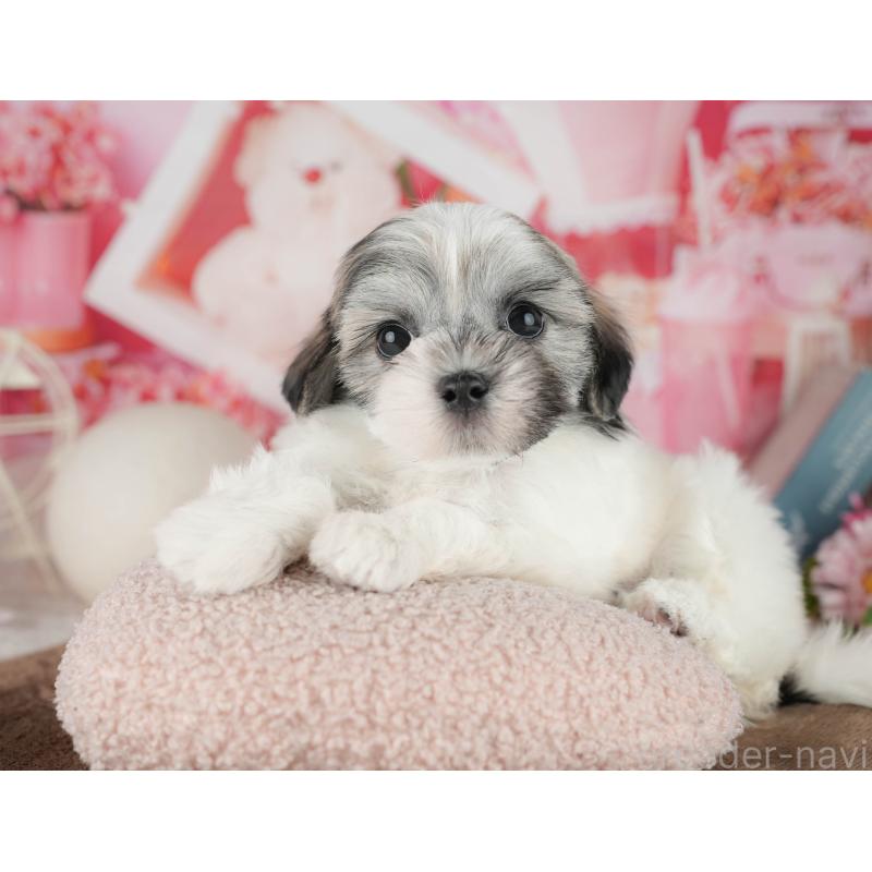 販売中の栃木県のマルシーズー:マルチーズ×シーズー-454075の3枚目