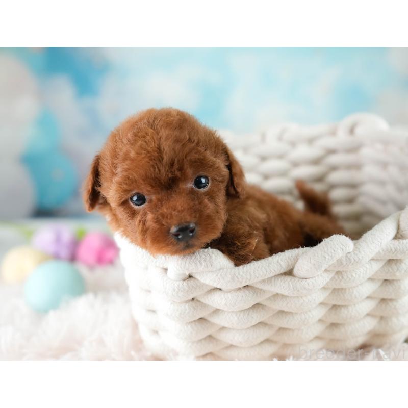 販売中の栃木県のティーカッププードル-454072の5枚目