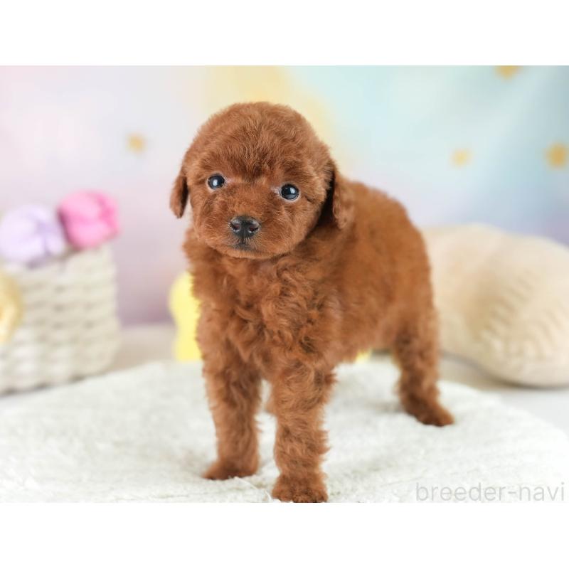 販売中の栃木県のティーカッププードル-454072の3枚目