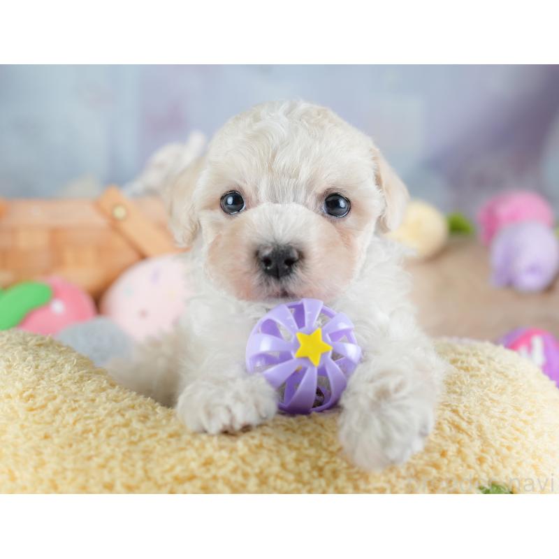 販売中の栃木県のマルプー:マルチーズ×トイプードル-454069の9枚目