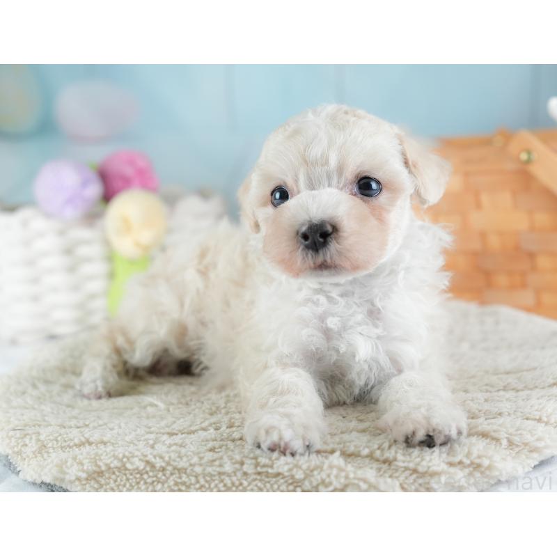 販売中の栃木県のマルプー:マルチーズ×トイプードル-454069の8枚目