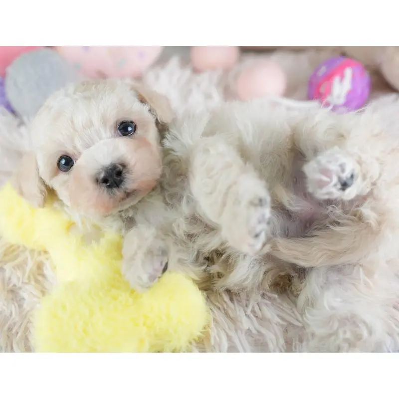 販売中の栃木県のマルプー:マルチーズ×トイプードル-454069の7枚目