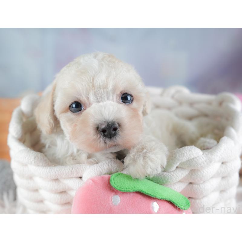 販売中の栃木県のマルプー:マルチーズ×トイプードル-454069の6枚目