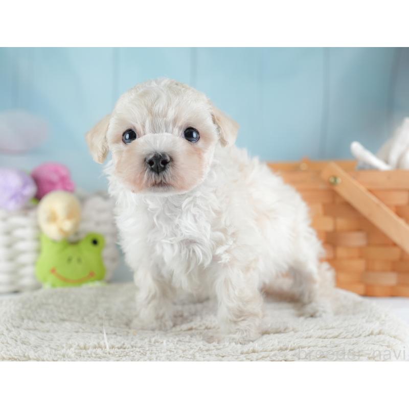 販売中の栃木県のマルプー:マルチーズ×トイプードル-454069の5枚目