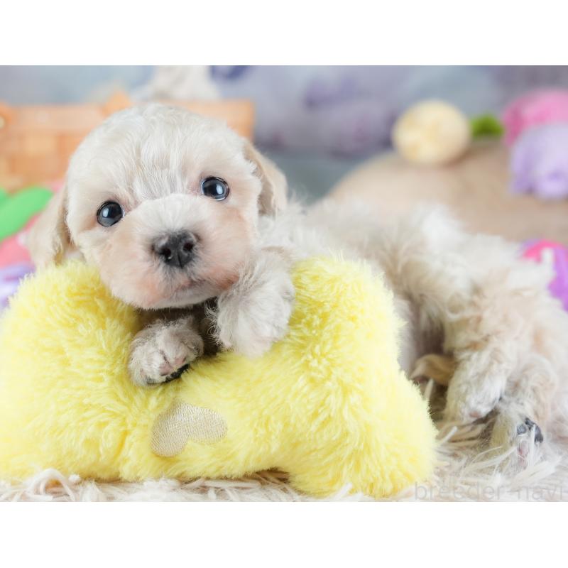 販売中の栃木県のマルプー:マルチーズ×トイプードル-454069の4枚目