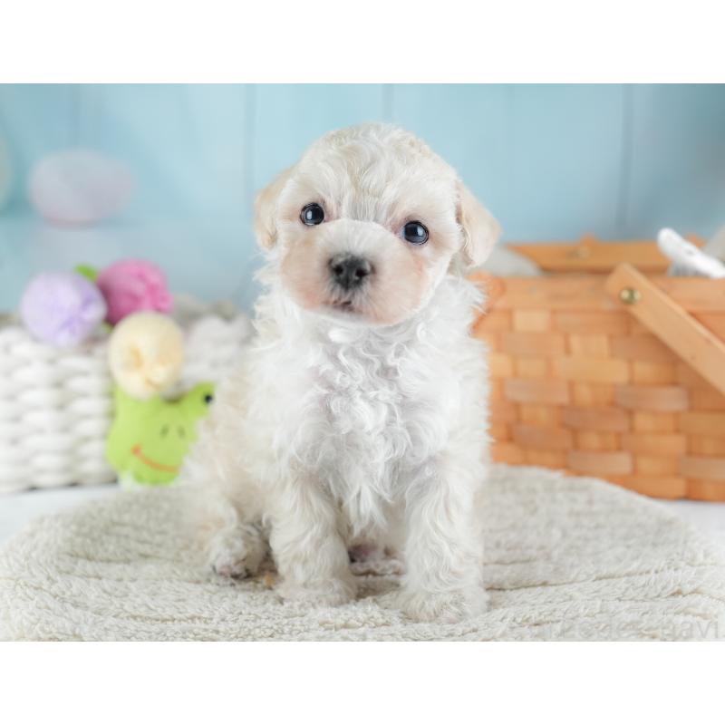 販売中の栃木県のマルプー:マルチーズ×トイプードル-454069の3枚目