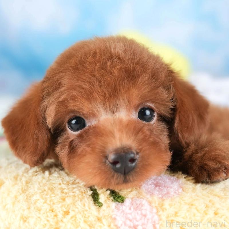 販売中の栃木県のタイニープードル-454067の11枚目