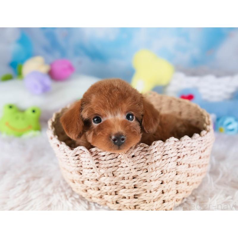 販売中の栃木県のタイニープードル-454067の8枚目