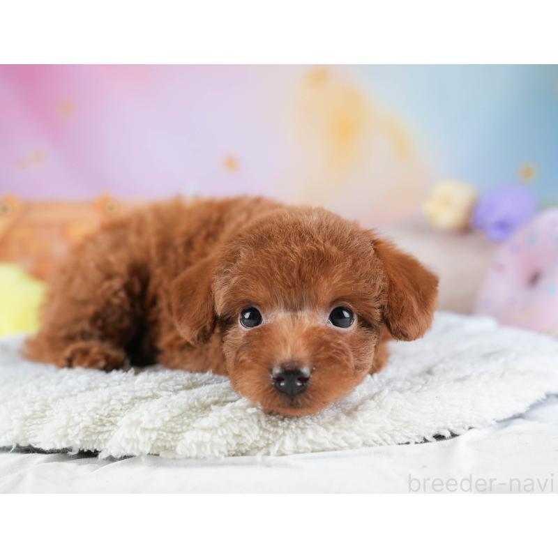 販売中の栃木県のタイニープードル-454067の6枚目