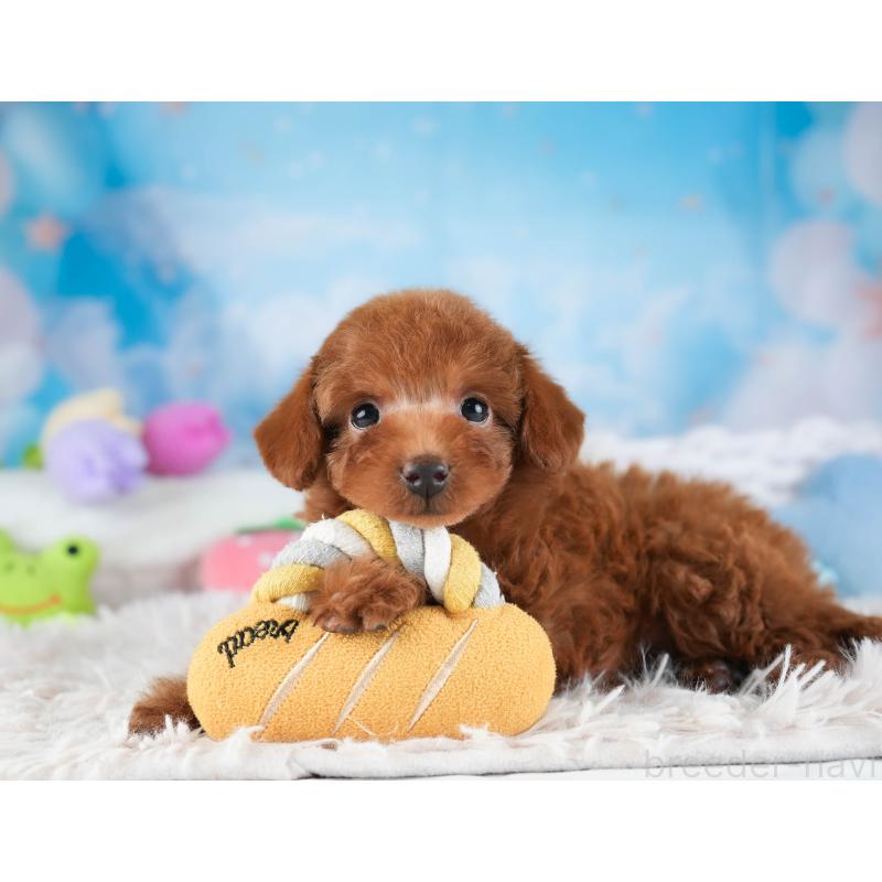 販売中の栃木県のタイニープードル-454067の4枚目