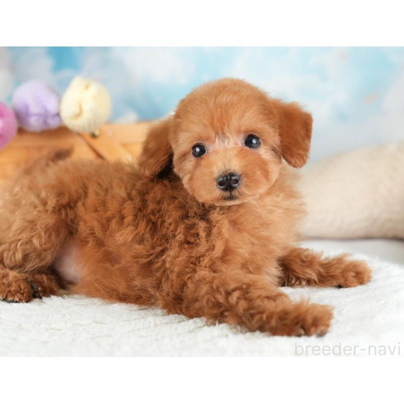 販売中の栃木県のタイニープードル-454062の10枚目