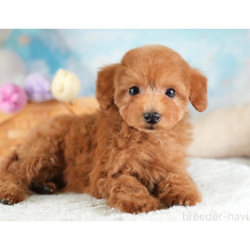 販売中の栃木県のタイニープードル-454062の6枚目