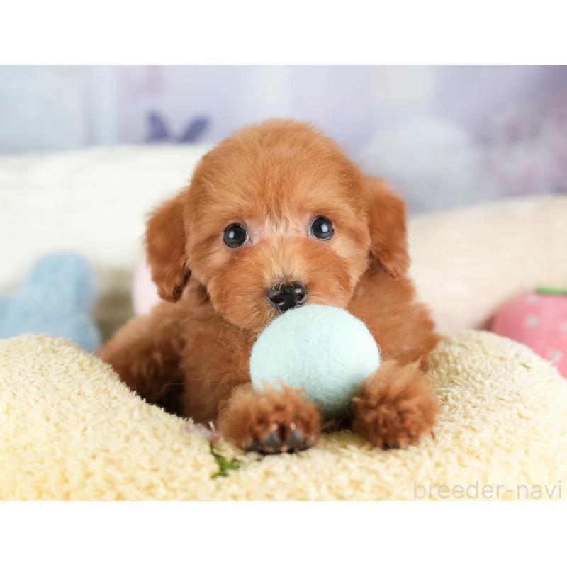 販売中の栃木県のタイニープードル-454062の5枚目