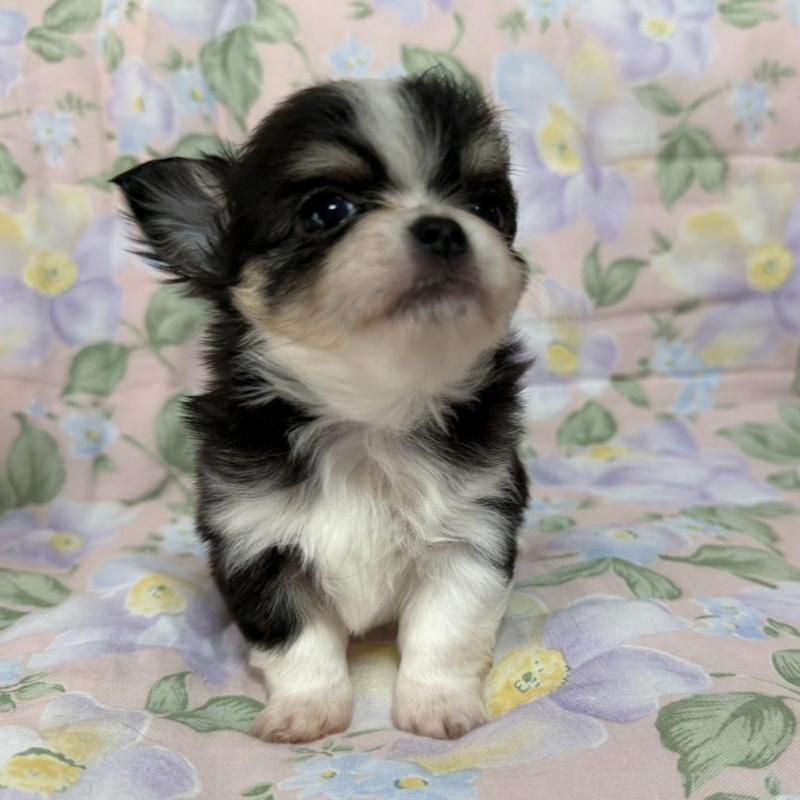 販売中の福岡県のチワワ(ロングコート)-453938の5枚目