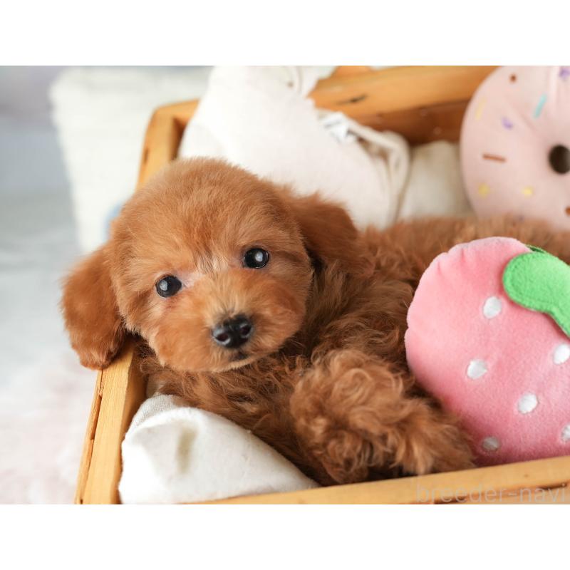 販売中の栃木県のタイニープードル-454062の4枚目