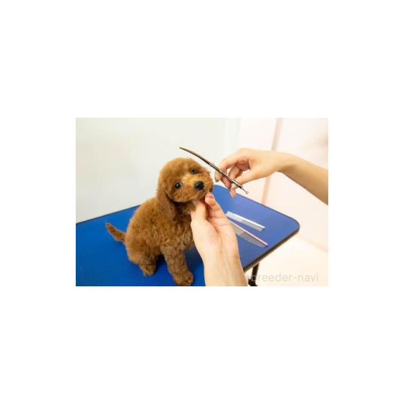 販売中の栃木県のタイニープードル-454061の16枚目