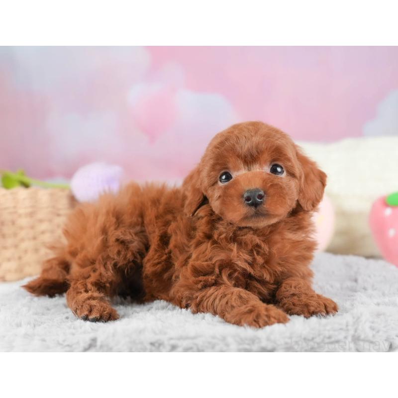 販売中の栃木県のタイニープードル-454061の11枚目