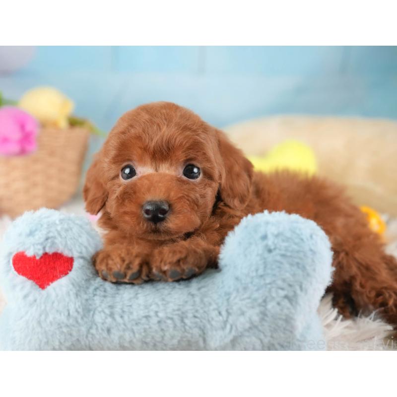 販売中の栃木県のタイニープードル-454061の10枚目