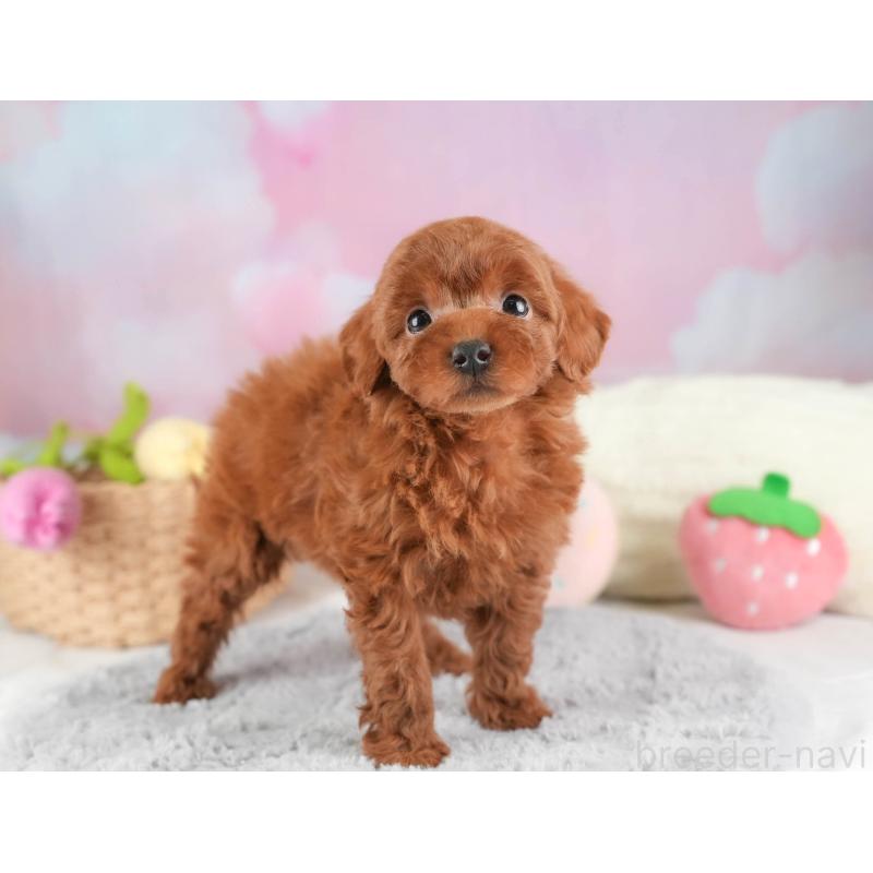 販売中の栃木県のタイニープードル-454061の9枚目